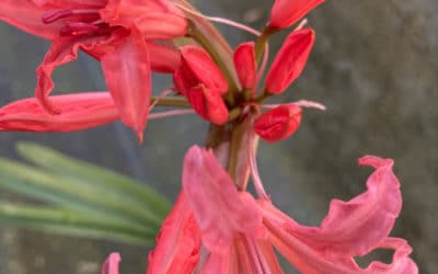 NERINE 'BOTLEY'