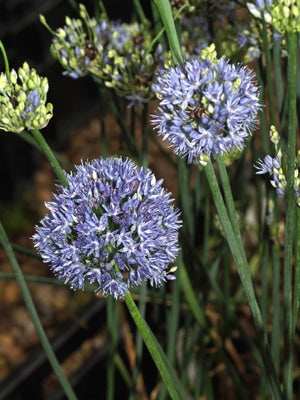 ALLIUM CAERULEUM
