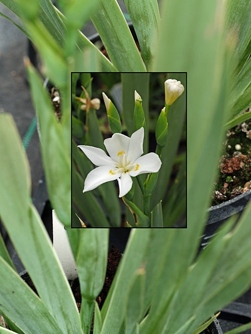DIETES ROBINSONIANA
