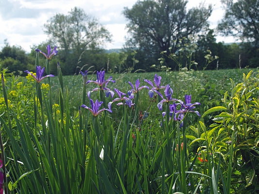 IRIS SPURIA 'BELISE'