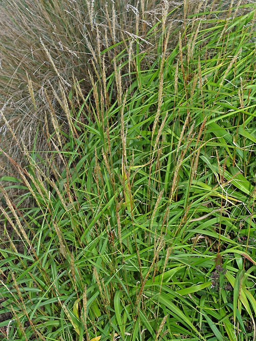 MISCANTHUS OLIGOSTACHYS 'NANUS'