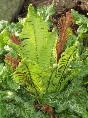 LOROPETALUM CHINENSE var.RUBRUM 'BLACK PEARL'