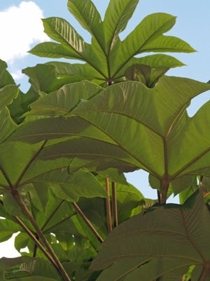 TETRAPANAX PAPYRIFERA 'REX'