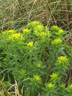 EUPHORBIA VALDEVILLOSOCARPA