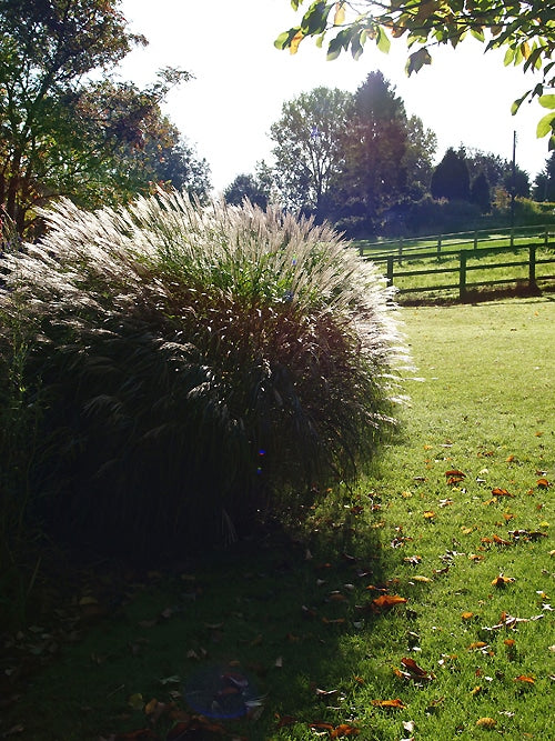 MISCANTHUS SINENSIS 'YAKU JIMA'