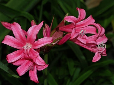 x AMARINE TUBERGENII 'ZWANENBURG'