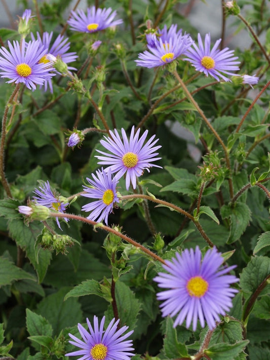 ASTER PEDUNCULARIS