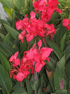 CANNA 'VALENTINE'