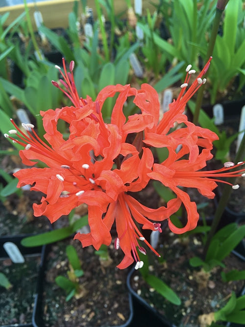 NERINE 'SPRINGBANK ALICE'