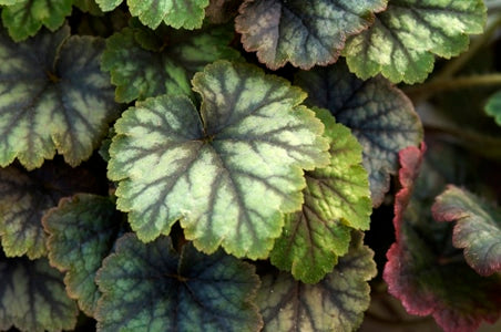 TELLIMA GRANDIFLORA 'FOREST FROST'