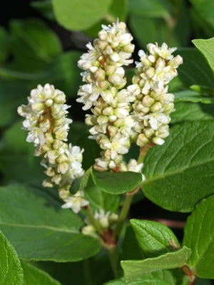 PERSICARIA NAKAII