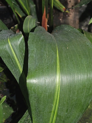 ASPIDISTRA ELATIOR 'AKEBONO'