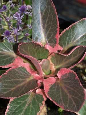 ERYNGIUM PLANUM 'JADE FROST'