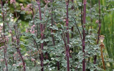 THALICTRUM 'ANNE'