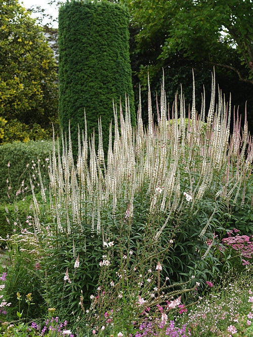 VERONICASTRUM VIRGINICUM 'ALBUM'