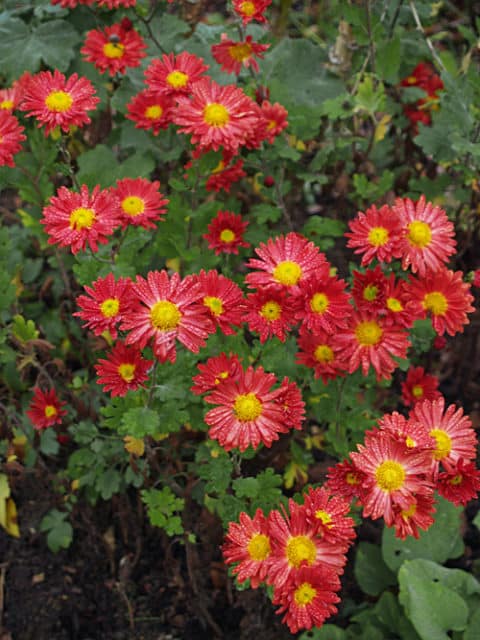 CHRYSANTHEMUM 'EDMUND BROWN'