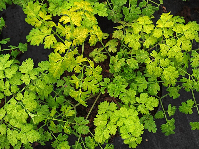 ANTHRISCUS SYLVESTRIS 'GOLDEN FLEECE'