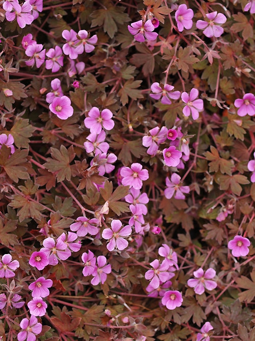 GERANIUM 'BOB'S BLUNDER'