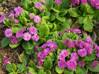 PRIMULA 'MARIE CROUSSE'