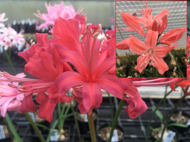 NERINE 'HELFORD'