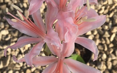 NERINE 'ROSA STEVENSON'