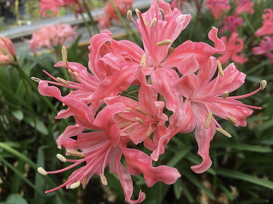 NERINE 'OSBOURNE'