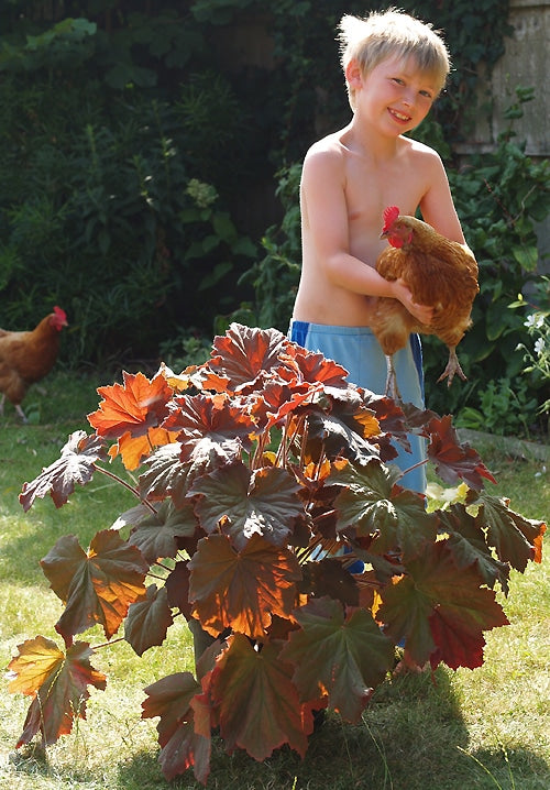 HEUCHERA 'BRONZE BEAUTY'