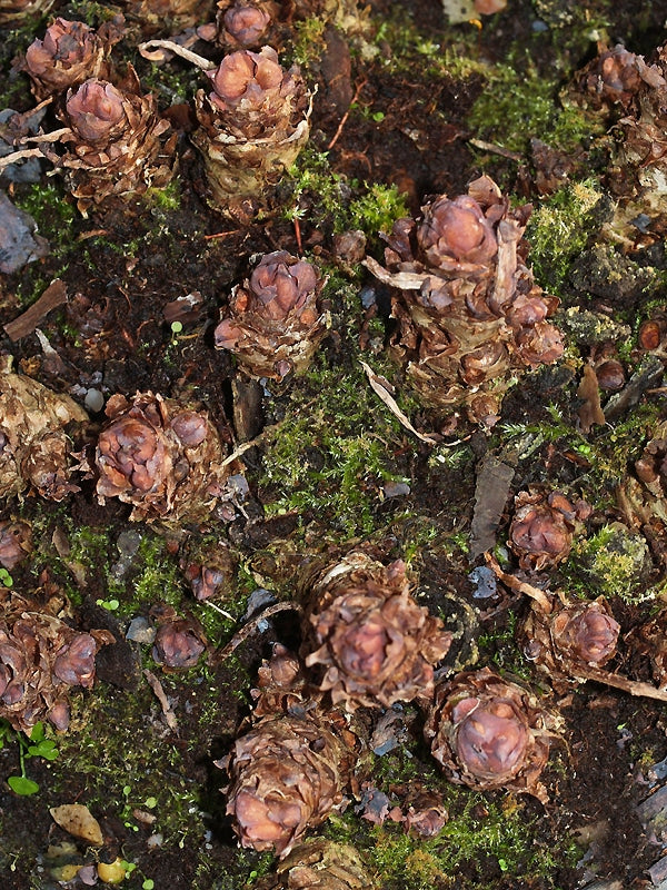 RHODIOLA ROSEA