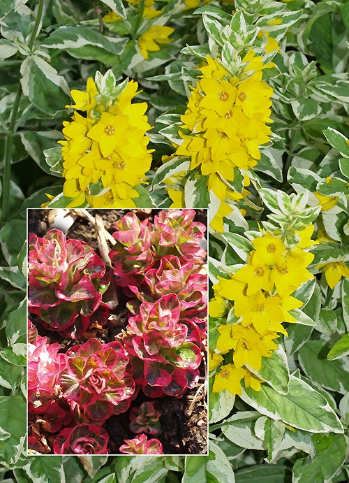 LYSIMACHIA PUNCTATA 'ALEXANDER'