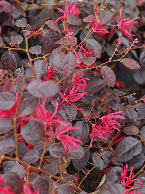 LOROPETALUM CHINENSE var.RUBRUM 'FIRE DANCE'