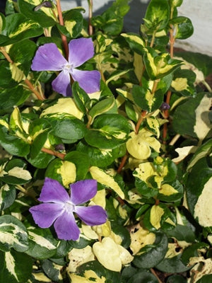 VINCA MAJOR 'WOJO'S JEM'