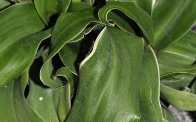 ROHDEA JAPONICA 'TAMA-JISHI'