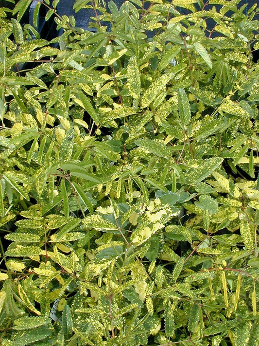 SANGUISORBA OFFICINALIS 'LEMON SPLASH'