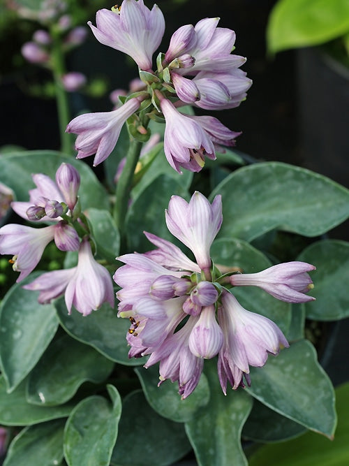 HOSTA 'BLUE MOUSE EARS'