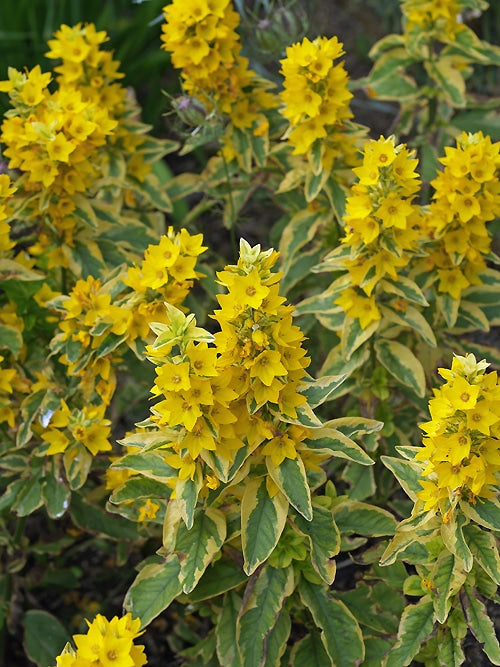 LYSIMACHIA PUNCTATA 'GOLDEN GLORY'