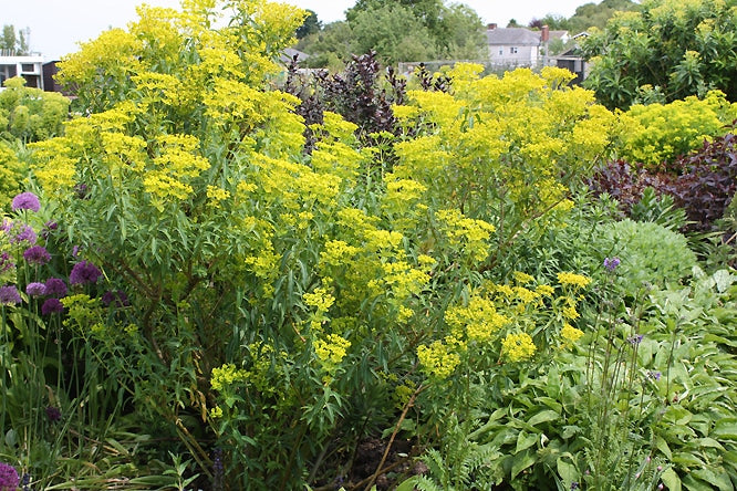 EUPHORBIA MARGALIDIANA