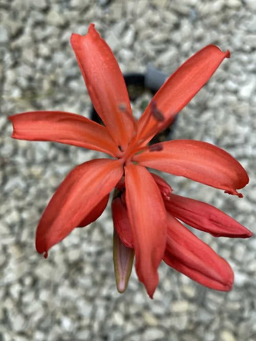 NERINE 'MARTYRWORTHY'