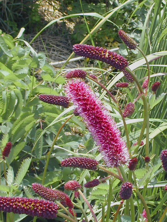 SANGUISORBA MENZIESII