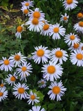 ASTER TONGOLENSIS 'NAPSBURY'