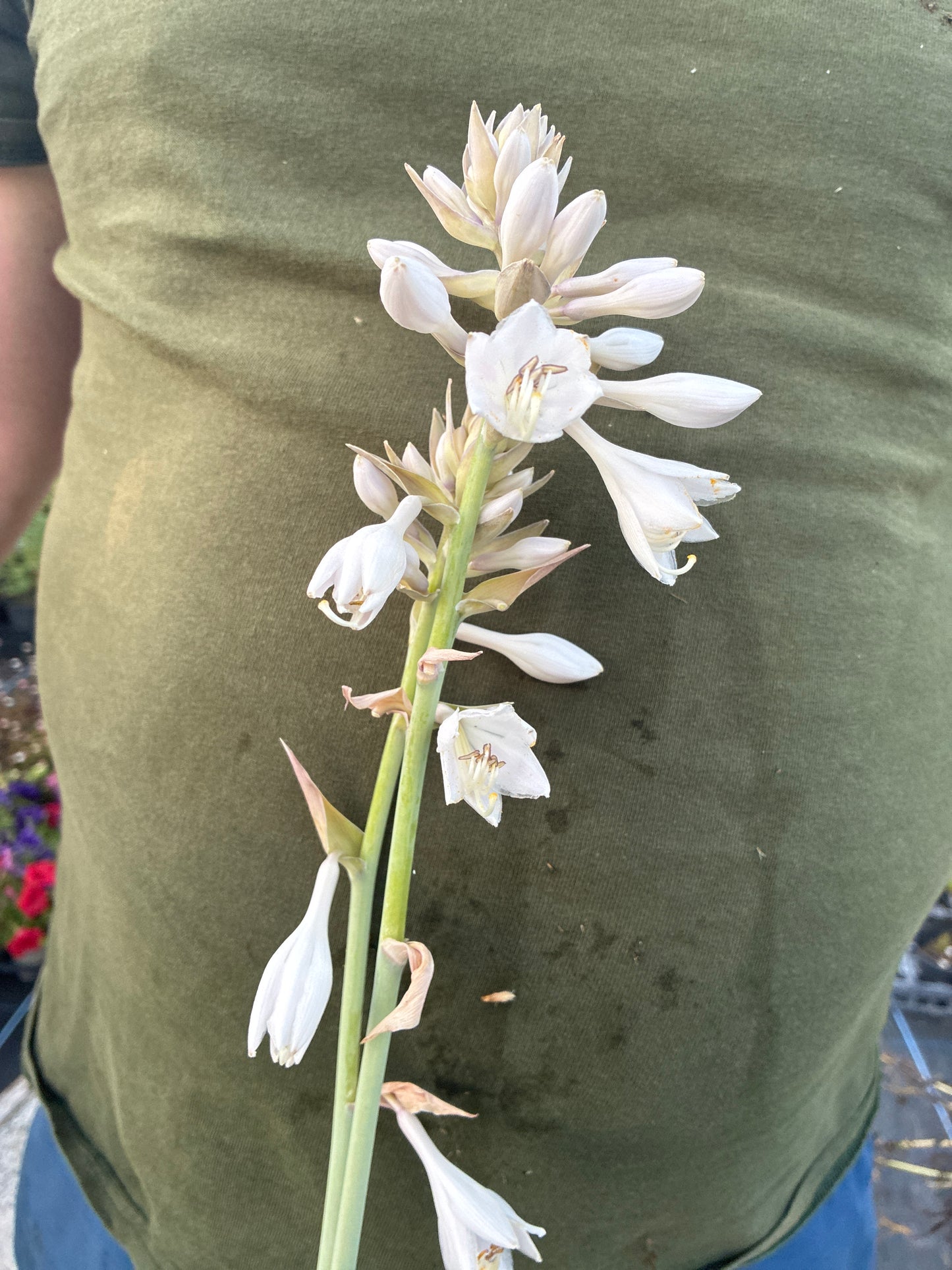 HOSTA 'EMPRESS WU'