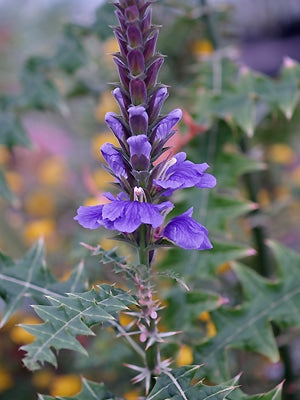 ACANTHUS EMINENS