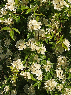 ROSA BANKSIAE var.NORMALIS