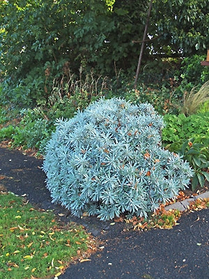 HELICHRYSUM 'WHITE BARN'