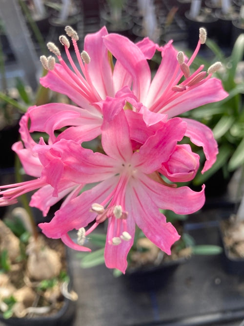 NERINE 'PINK DISTINCTION'