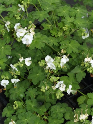 GERANIUM MACRORRHIZUM 'WHITE-NESS'