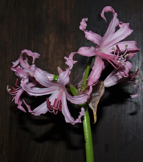 NERINE BOWDENII 'ROBERT SMITH'