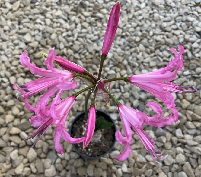 NERINE 'IDAHO'