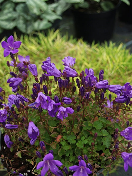 CAMPANULA PORTENSCHLAGIANA 'RESHOLDT'S VARIETY'