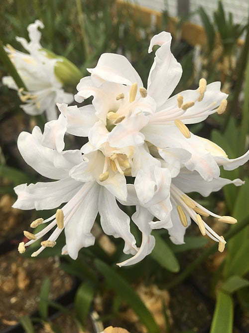 NERINE 'LOCH ROAG'