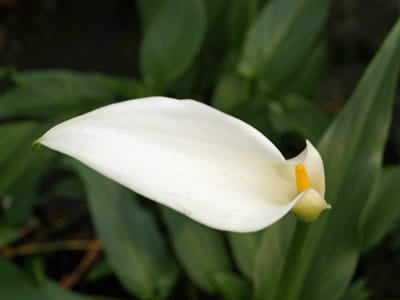 ZANTEDESCHIA AETHIOPICA 'WHITE GNOME'